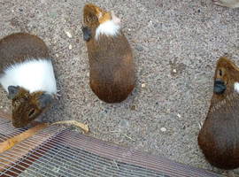 Male guinea pigs