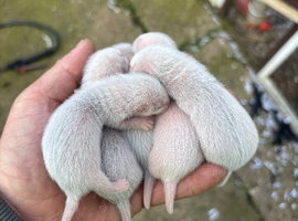 Ferret kits