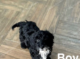 Layla cockapoo boys 18weeks old