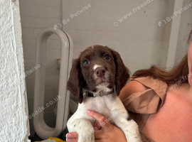 Springer spaniel puppies ready for there forever home