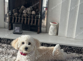 Stunning Female Poochon