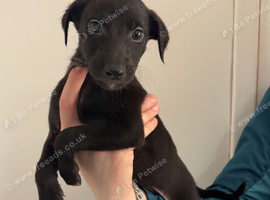 bull grey x whippet x saluki grey