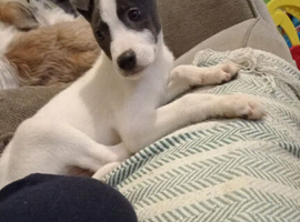 15 week old lurcher pup