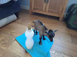 Special home wanted for hand reared  female kid.