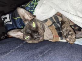Beautiful Male Sphynx Looking for a Loving Forever Home