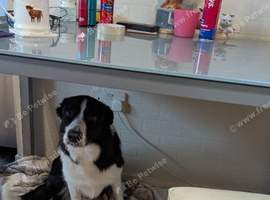 Female 2 year old