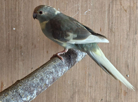 Kakarikis