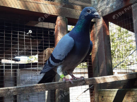 Racing Pigeons For sale