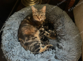 Kittens for sale