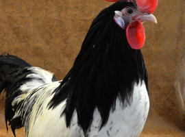 Rare Breed Lakenvelder Cockerel