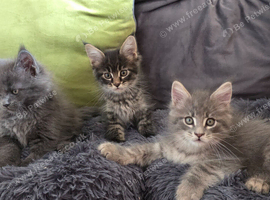Maine coon kittens