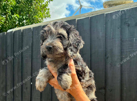 Gorgeous Cockapoo Puppies