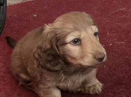 Long haired daschund puppy
