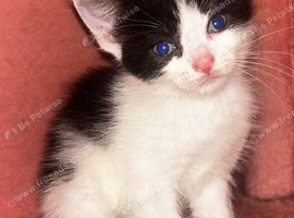 Kittens For Sale