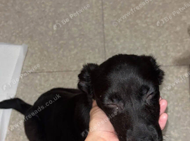Beautiful black Labrador