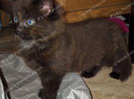 Kittens x1
