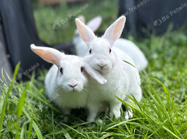 Beautiful Baby Rabbits