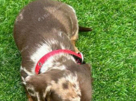 Miniature dachshund