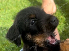 Patterdale x lakeland