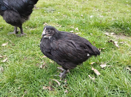 French Black Copper Marans pullets (young hens) (chocolate eggs!)