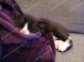 Little guy