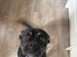 Female staffy 10 months old