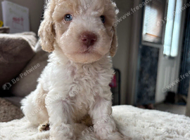 Beautiful Cavapoo pups