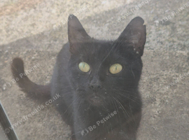 Free cat