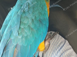 Stunning Blue and Gold macaw for sale