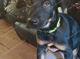 Shepweiler pups