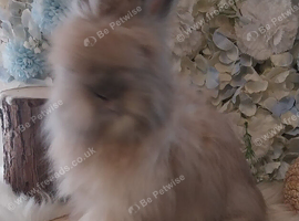 2 beautiful Angora boys Ready now