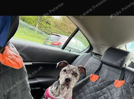 Am staffy girl