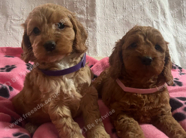 Cockapoo puppies