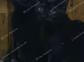 Beautiful black kittens