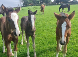 Shire x TB foals fillies & colts
