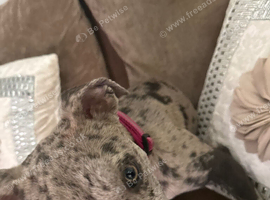 British bull dog cross lurcher