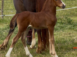 Quality Welsh Section C filly