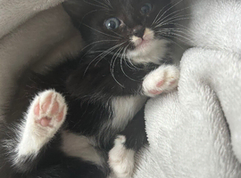 Kittens