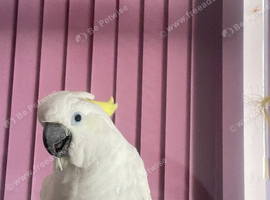 Sulphur crested cockatoo