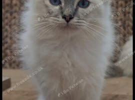 Stunning pedigree ragdolls