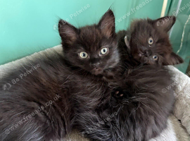 Ragdoll x Persian kittens 3 girls one bot