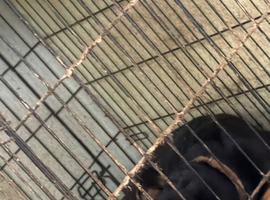 2 beautiful dogs for rehome