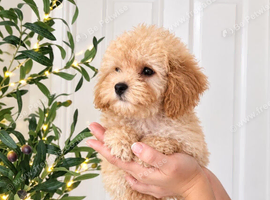 Maltipoo