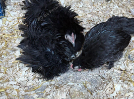 Trio pekin bantams
