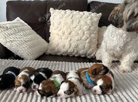 Beautiful Shih Tzu puppies