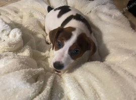 1 adorable boy Jack Russell looking for his forever home
