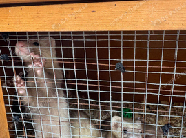 MALE FERRETS