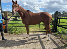 15.3, very flashy 3 year old gelding