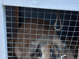 2 rabbits