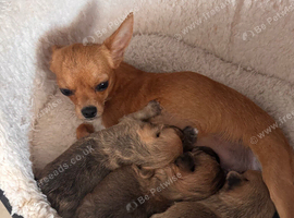 Pomchi puppies